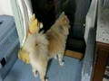 お父さんが帰ってきて興奮するまる①