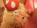 もぐもぐ