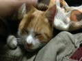 コタツでとろける猫